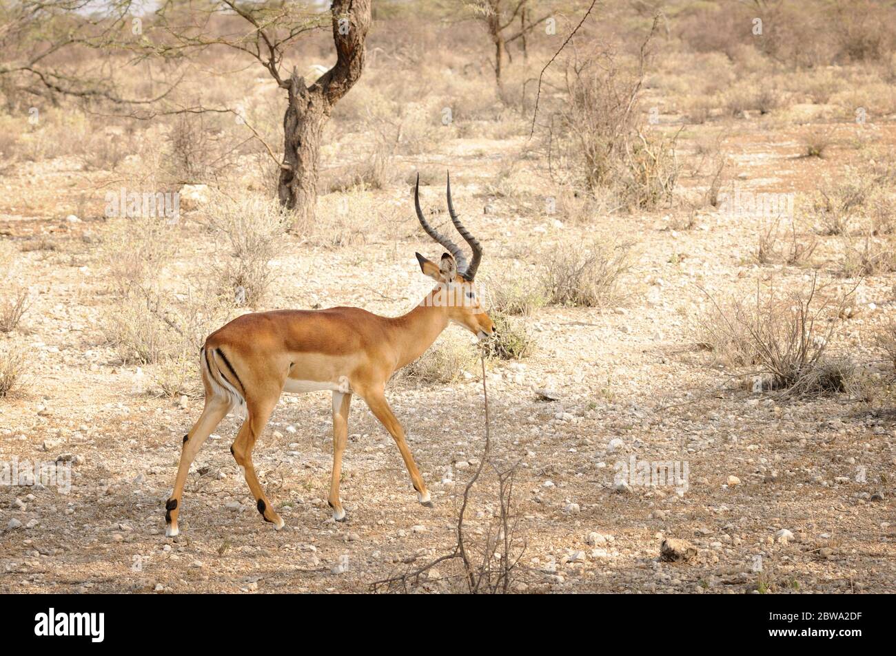 Gemeiner Impala, Aepyceros melampus. Männlich im Samburu National Reserve. Kenia. Afrika. Stockfoto