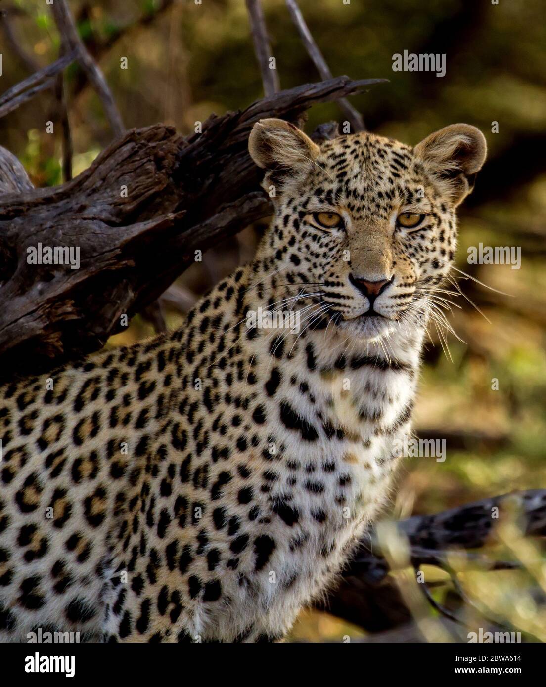 Leoparden in Afrika Stockfoto