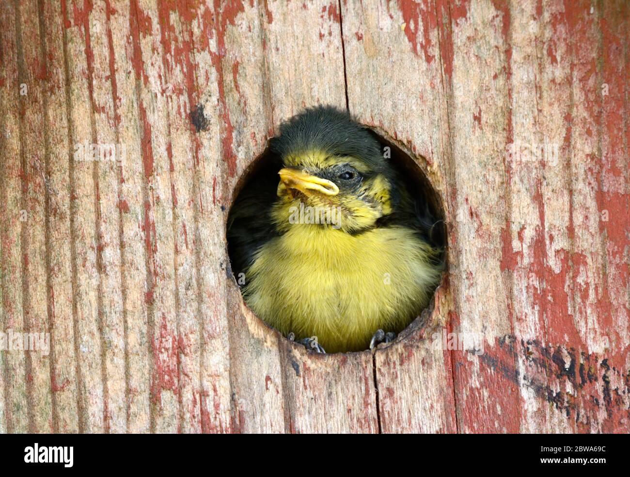 Junge juvenile tomtit Ausgucken aus der nächsten Box ermutigt, von den erwachsenen Vögeln Petroka macrocephala verlassen Stockfoto