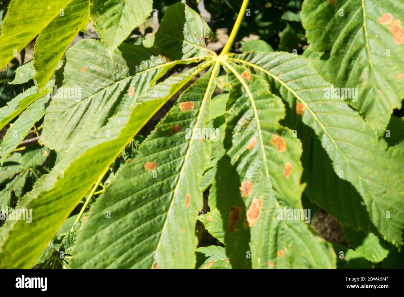 Blattfleck Infektion auf einem Pferd Kastanienbaum durch den Pilz verursacht, Phyllosticta paviae. Stockfoto