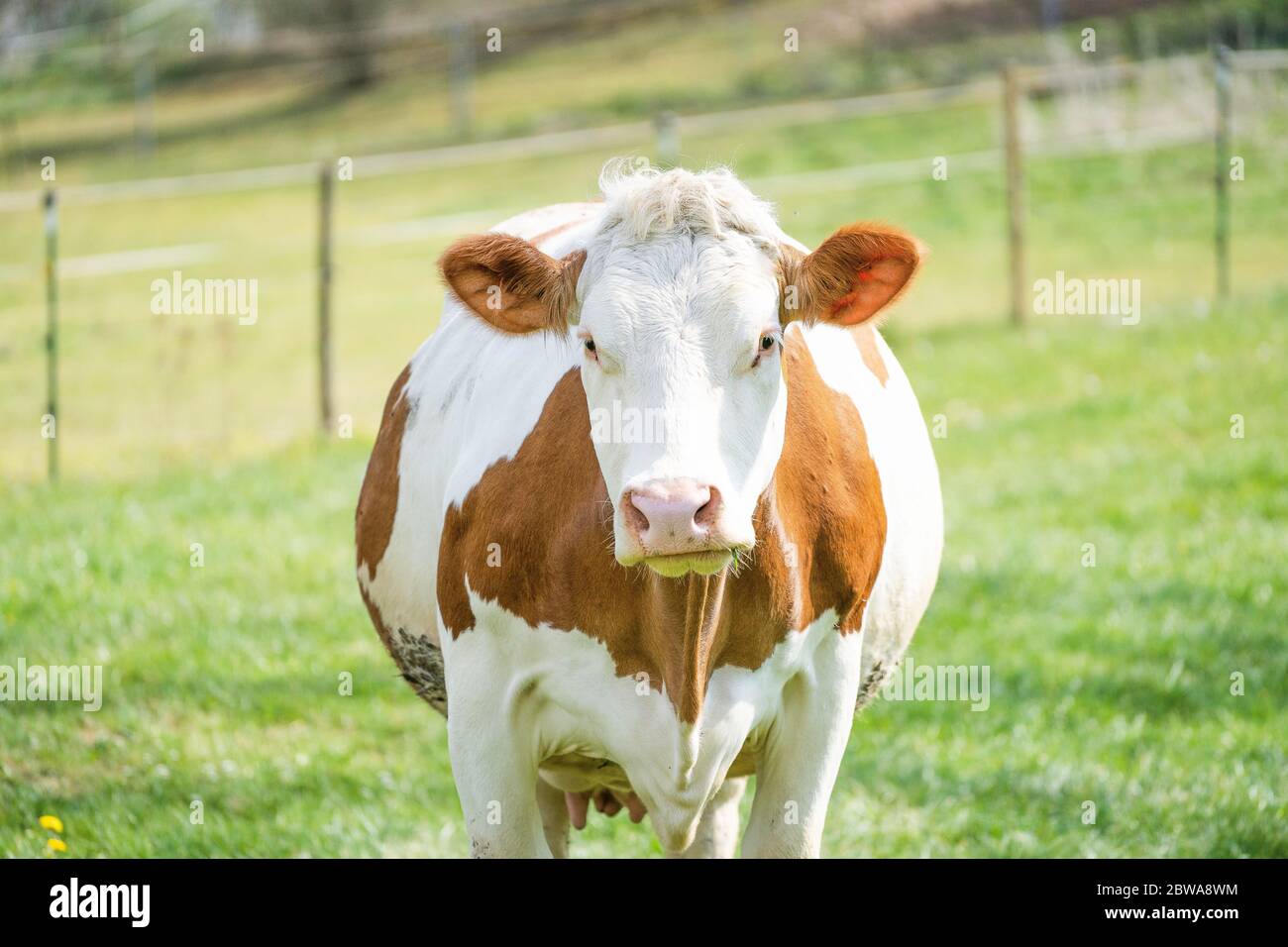 Milchkuh steht auf einer Weide und sieht ratlos aus Stockfoto