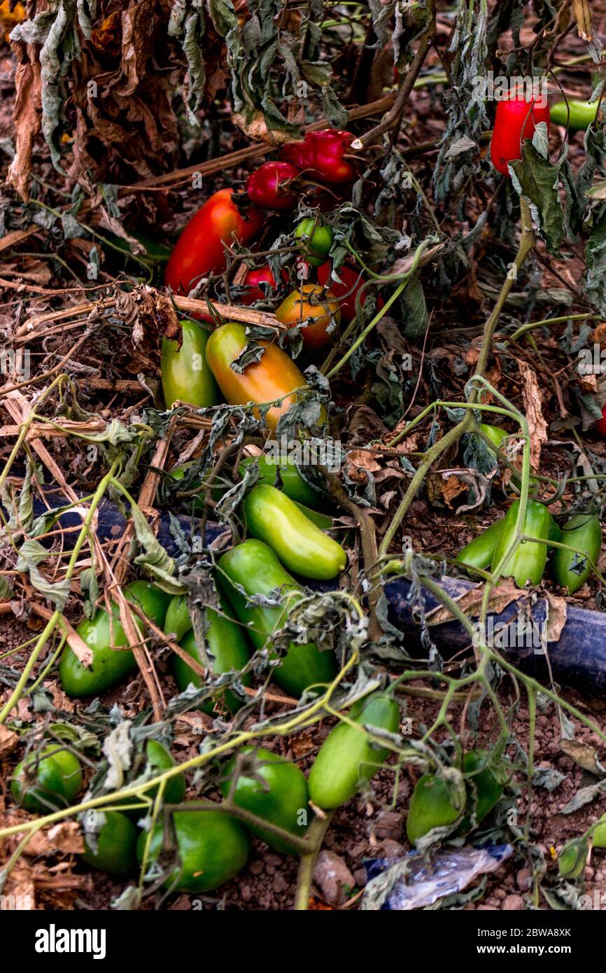 Nahaufnahme einer Gruppe von bunten grünen und roten Tomaten auf dem Boden Stockfoto