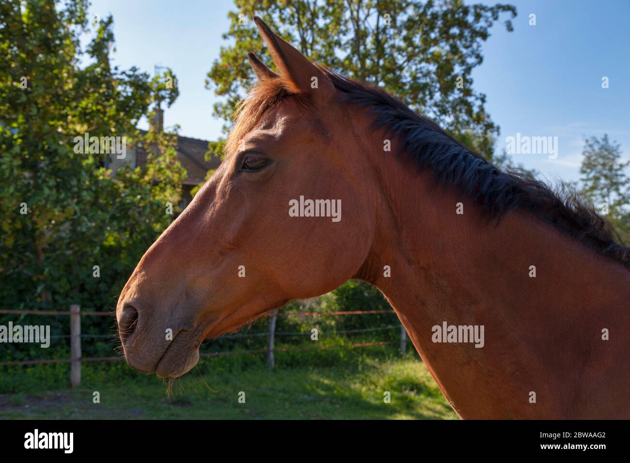 Pferd grasen auf einer Weide. Stockfoto
