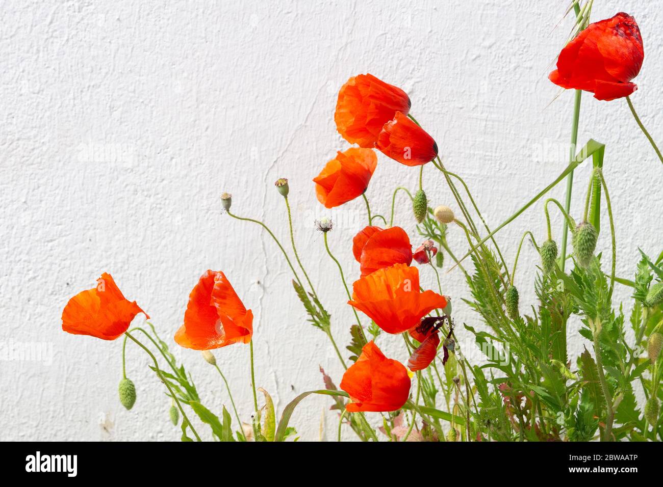 Die Poppy Blumen wachsen nahe der weißen Wand. Kopierbereich. Weißer Hintergrund. Stockfoto