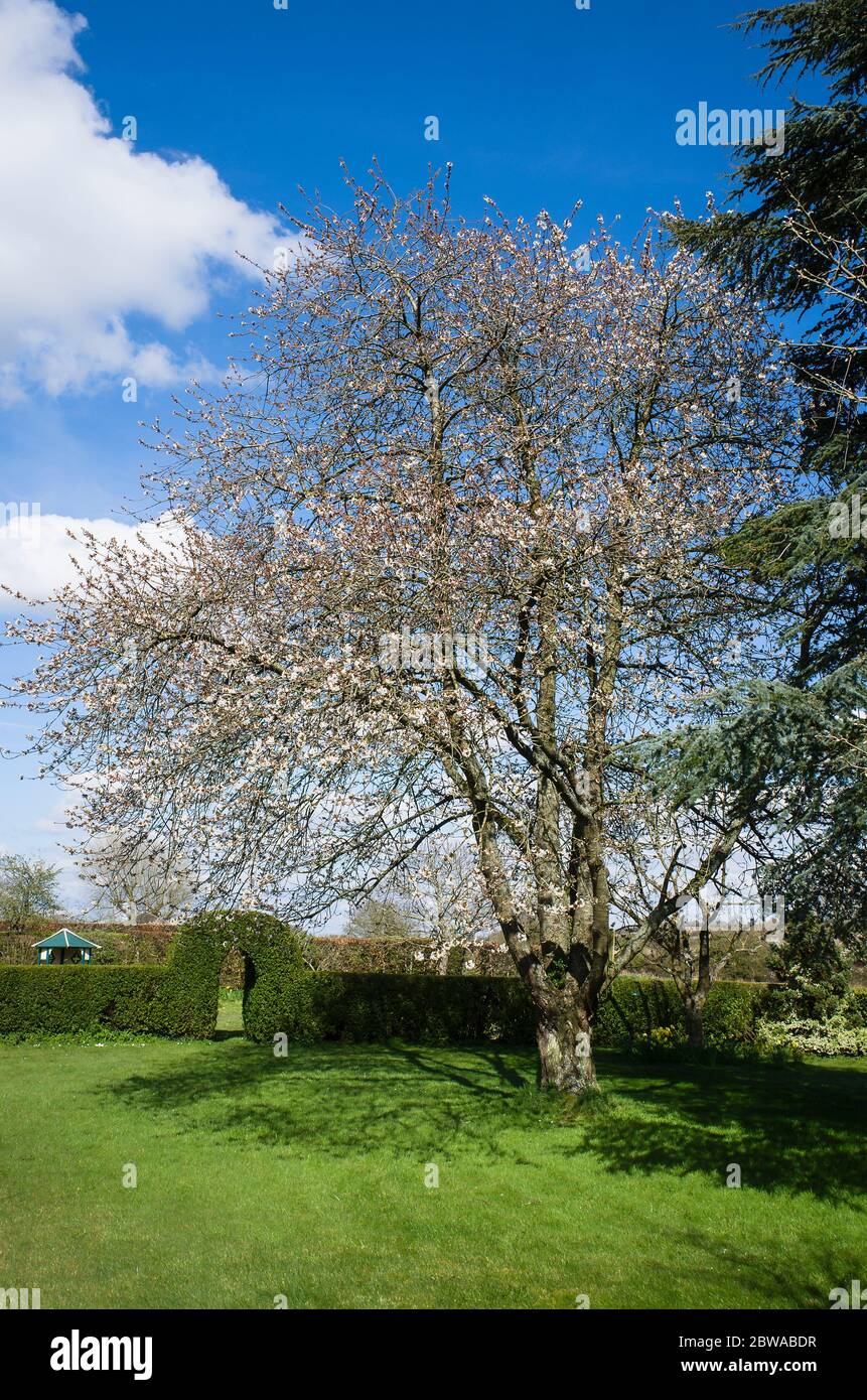 Ein fünfzig Jahre alter wilder Kirschbaum (prunus avium) blüht im Frühling in einem englischen Garten unter blauem Himmel in der Mitte eines grünen Grasrases im Herbst Stockfoto