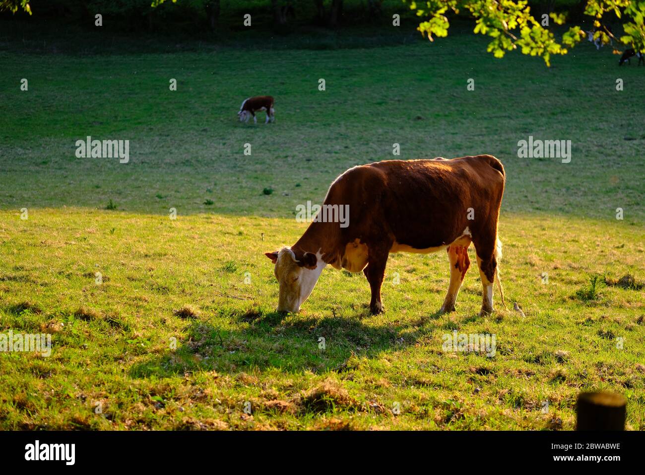 Braune Kuh fressen Gras des Bauernfeldes während des Sonnenuntergangs. Stone, Staffordshire, Großbritannien Stockfoto