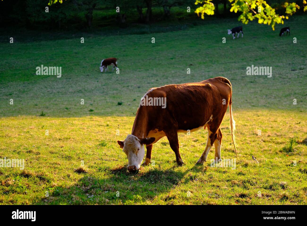 Braune Kuh fressen Gras des Bauernfeldes während des Sonnenuntergangs. Stone, Staffordshire, Großbritannien Stockfoto