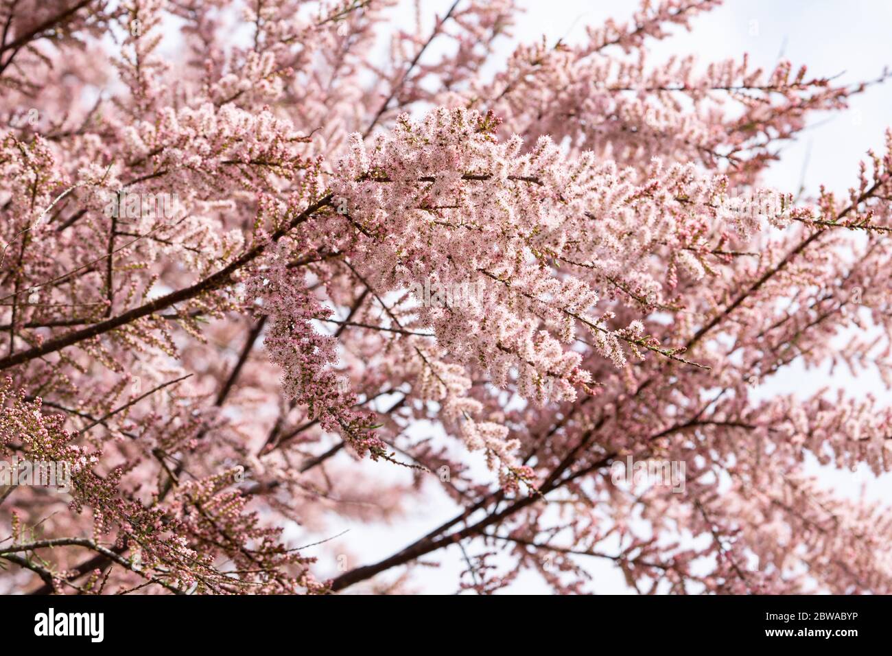 Blühte rosa Blumen auf einem Baum Äste. Frühling sonniger Tag Stockfoto