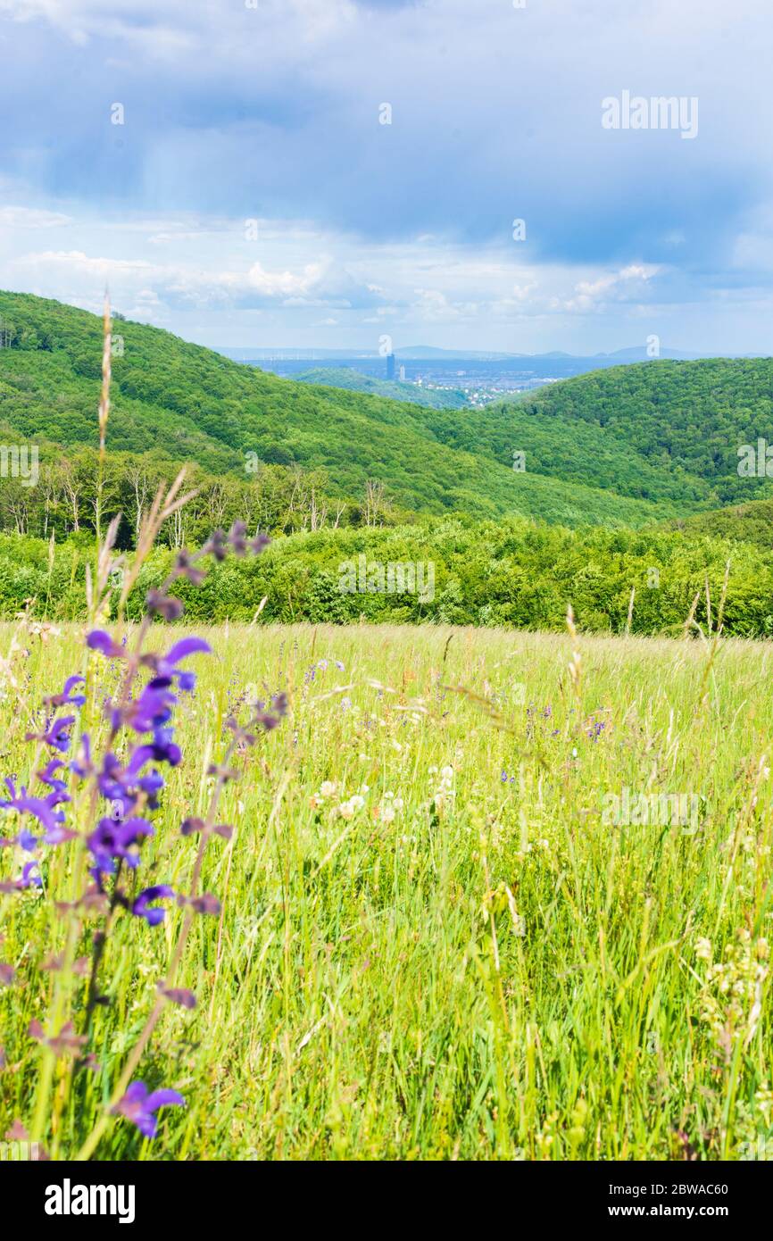 Wien, Wien: Berg Sophienalpe, Wienerwald, Blick nach Wien, 14. Penzing, Wien, Österreich Stockfoto
