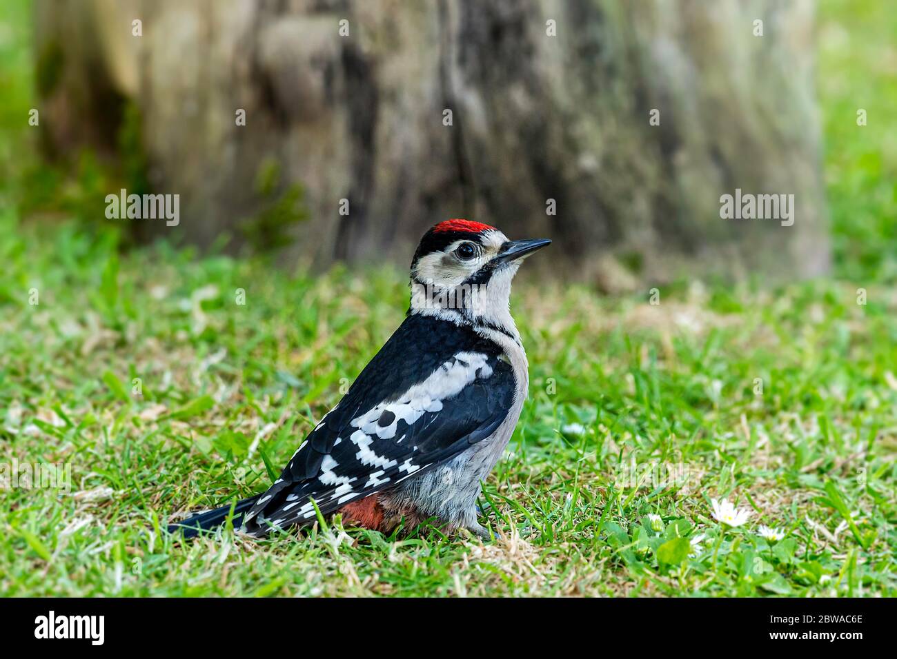 Buntspecht Dendrocopos Major in einem Norfolk Garten in Großbritannien Stockfoto