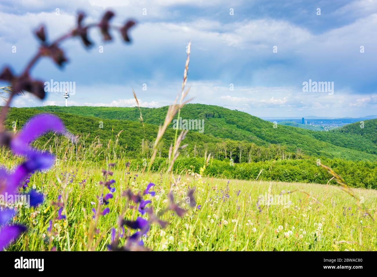 Wien, Wien: Berg Sophienalpe, Wienerwald, Blick auf den Fernmeldeturm Exelberg und Wien, 14. Penzing, Wien, Austr Stockfoto