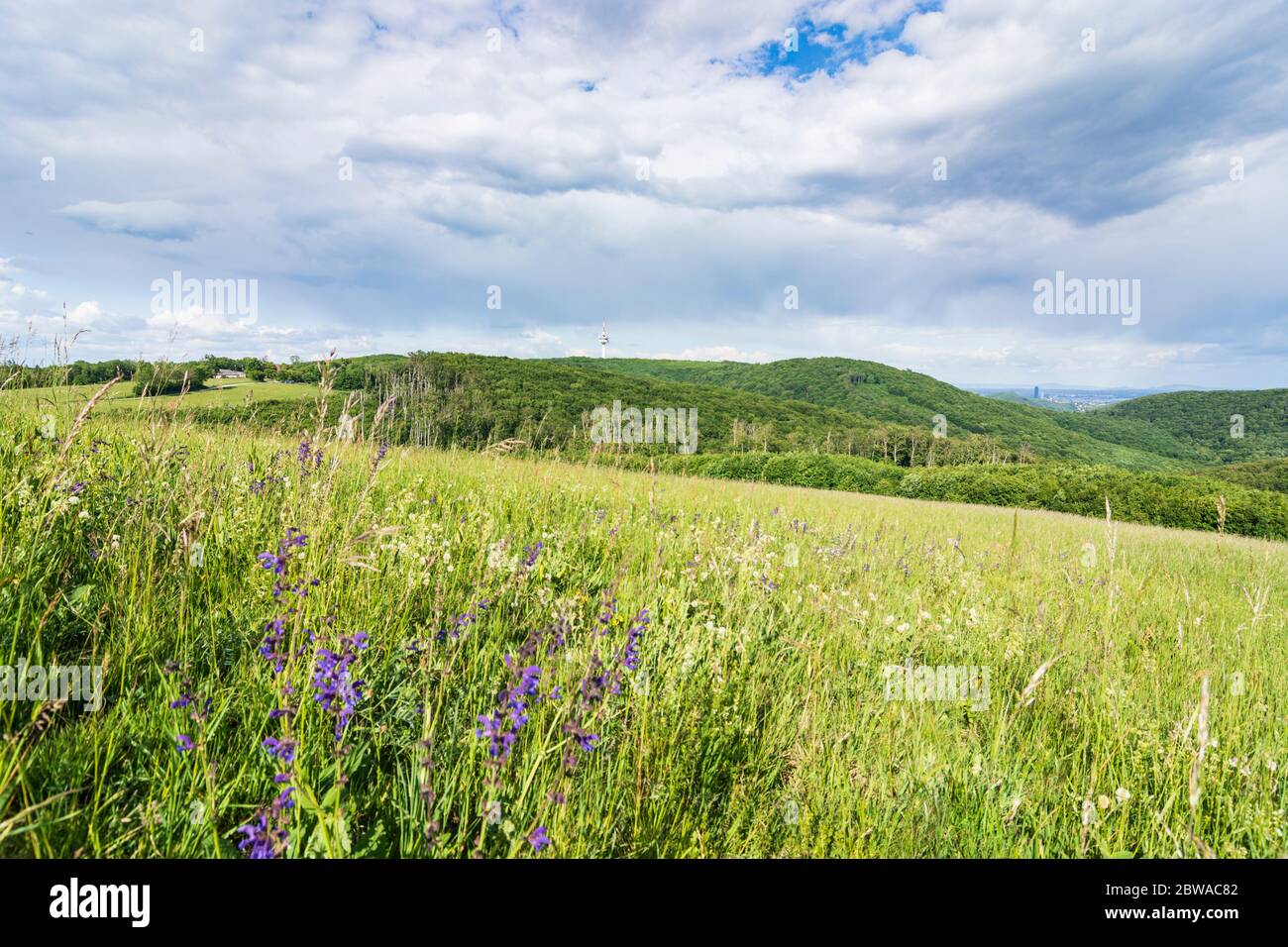Wien, Wien: Berg Sophienalpe, Wienerwald, Blick auf den Fernmeldeturm Exelberg und Wien, 14. Penzing, Wien, Austr Stockfoto