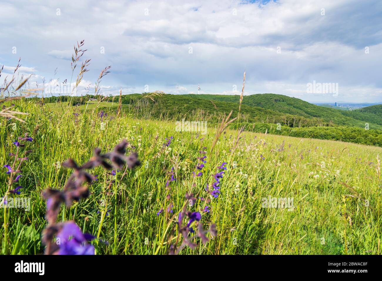 Wien, Wien: Berg Sophienalpe, Wienerwald, Blick auf den Fernmeldeturm Exelberg und Wien, 14. Penzing, Wien, Austr Stockfoto