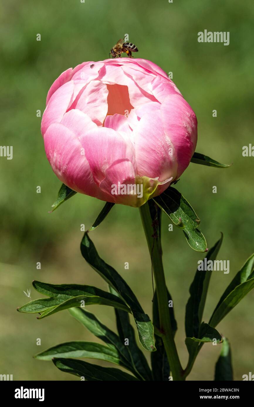 Lachs Peony lactiflora 'Abalone Pearl' und Honigbiene, Stiel Stockfoto
