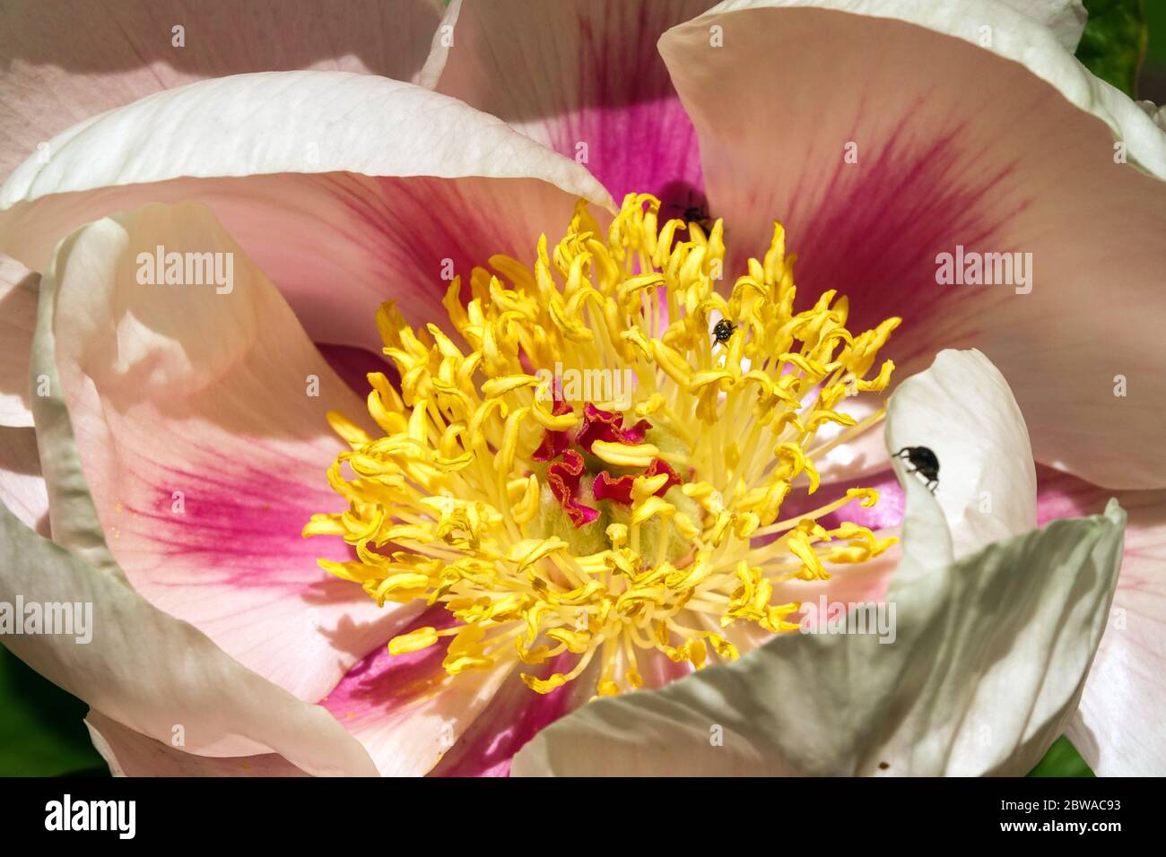 Lachsfarbe Pfingstrose Paeonia lactiflora 'Soft Apricot Kisses' Pfingstrosen blühen aus nächster Nähe wunderschöne Schalenöffnung Stockfoto