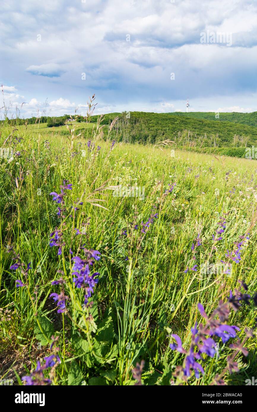 Wien, Wien: Berg Sophienalpe, Wienerwald, Blick auf den Fernmeldeturm Exelberg, 14. Penzing, Wien, Österreich Stockfoto