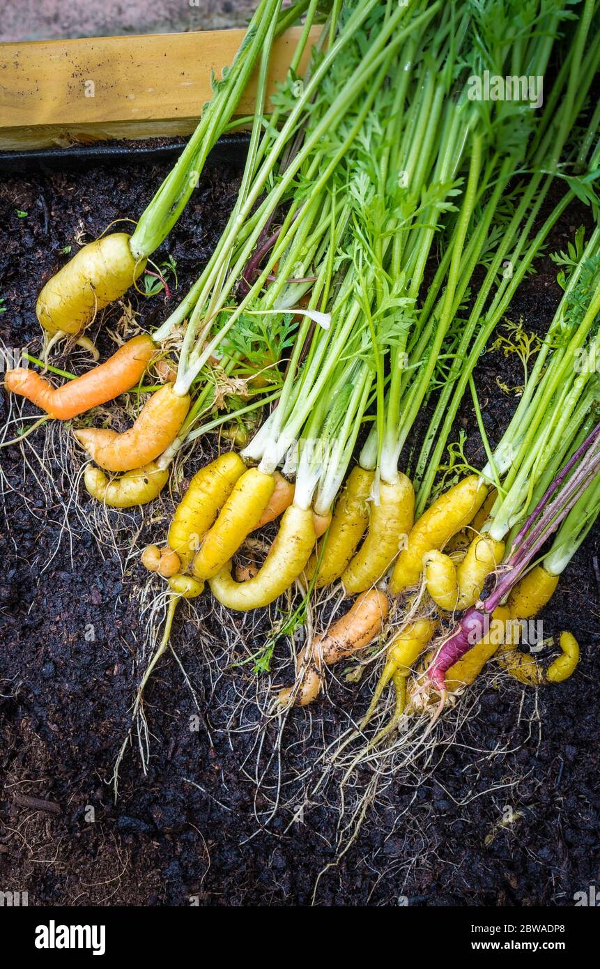 Junge Karotten aus einem erhöhten Pflanzgefäß für die Küche in Großbritannien gezogen Stockfoto