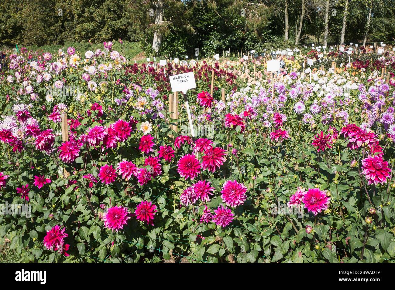 Ein Feld voller blühender Dahlien in Gilberts Nursery; für die Öffentlichkeit zugänglich für die Besichtigung und Bestellung von Pflanzen für das nächste Jahr in Großbritannien Stockfoto
