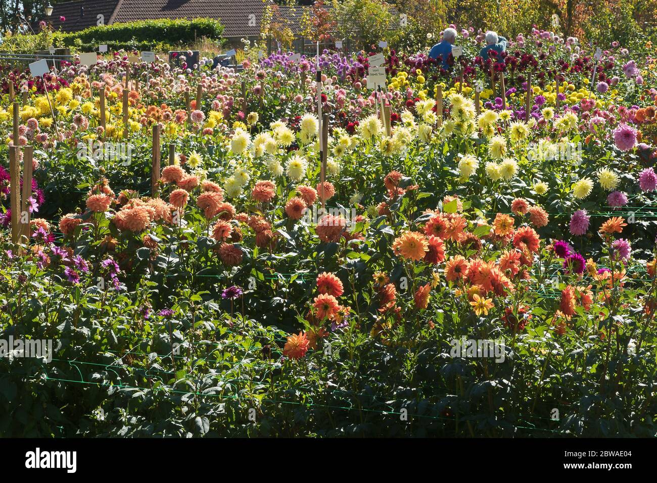 Ein Feld voller blühender Dahlien in Gilberts Nursery; für die Öffentlichkeit zugänglich für die Besichtigung und Bestellung von Pflanzen für das nächste Jahr in Großbritannien Stockfoto