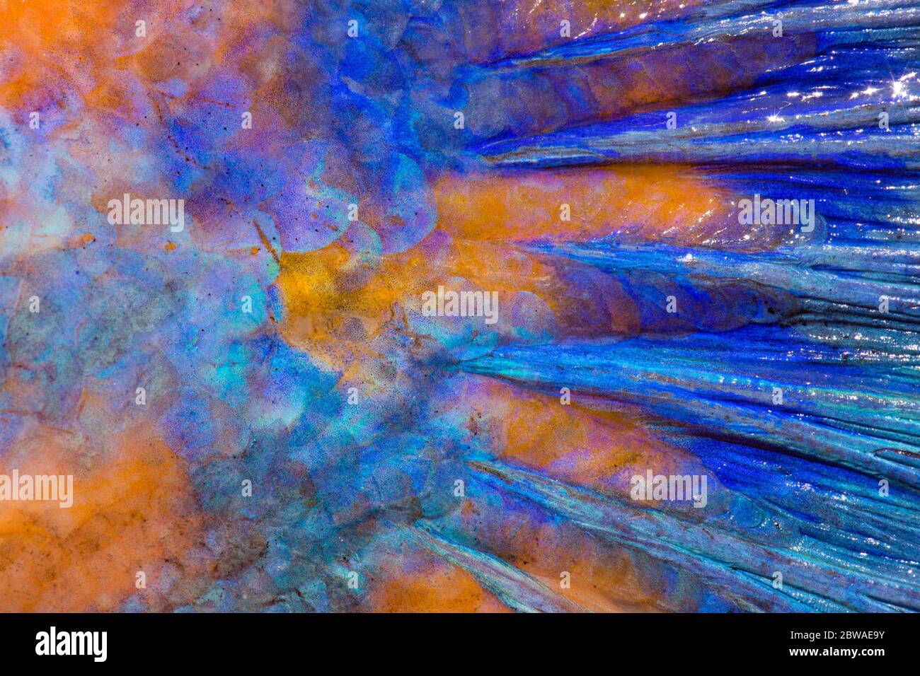 Ein männlicher Kuckucksuppe, Labrus mixtus, zeigt die Schwanzflosse, Skalenmuster und Farben. Dorset England GB Stockfoto