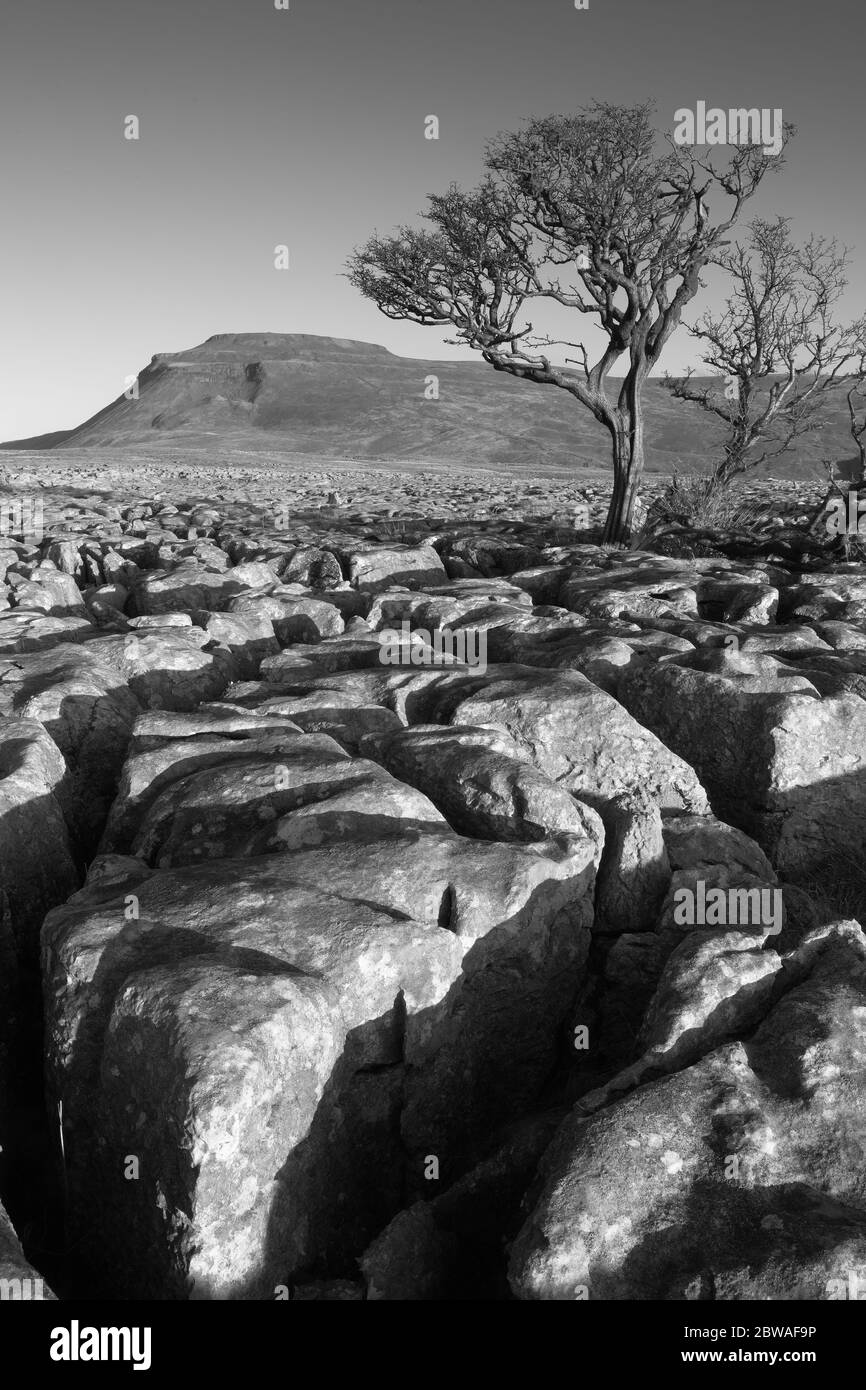 Baum wächst aus White Scar Kalkstein Pflaster mit Ingleborough im Hintergrund, Yorkshire Dales National Park, North Yorkshire, England Stockfoto