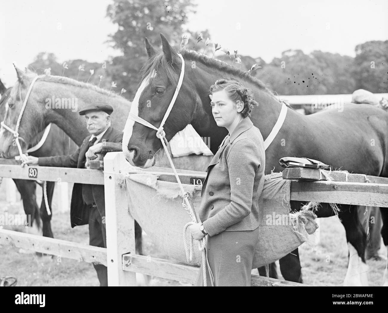 Tring Show . Miss J M Buckmaster mit ihrem Shire Stutfohlen Slapton Duchess. Bis 11. August 1939 Stockfoto