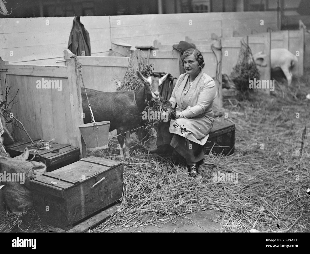 Milchmesse in der Royal Agricultural Hall, London. Frau G McVay mit ihrer Meisterziege ' Bordeaux Marlene ' , die den Weltrekord für die Milchleistung für das Jahr 1933-34 20 Oktober 1934 gegeben hat Stockfoto
