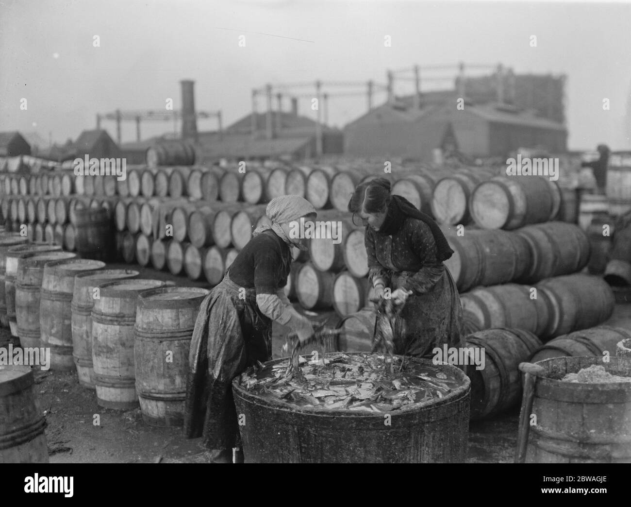 Hering Ernte bei Lowestoft Scotch Fischer Mädchen Ausgucken und Verpackung der Fische auf der Kai Seite Lowestoft . November 1920 Stockfoto