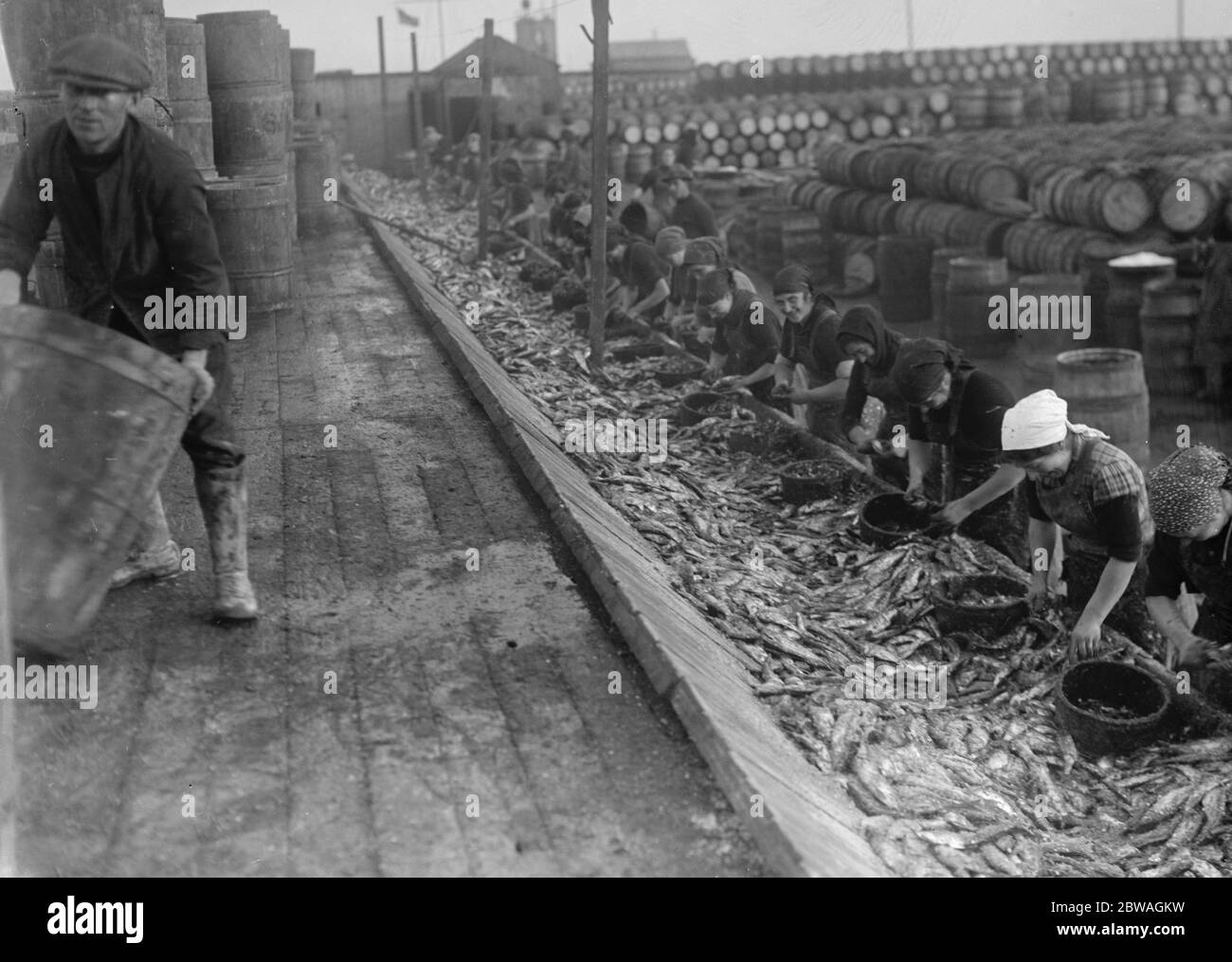 Hering Ernte bei Lowestoft Scotch Fischer Mädchen Ausgucken und Verpackung der Fische auf der Kai Seite Lowestoft . November 1920 Stockfoto