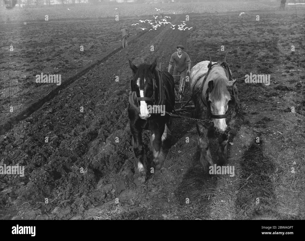 Ländliches London . Pflügen in Arbeit auf Springfiled Farm, Aboyne Road, Tooting, SW17, mit Möwen nach dem Pflug. 12. November 1937 Stockfoto