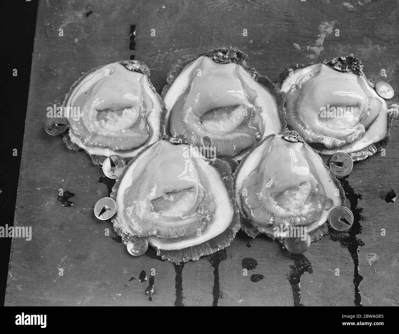 Austern öffnen sich in ihren Schalen. 10. September 1925 Stockfoto