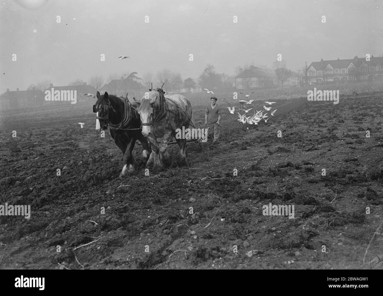 Ländliches London . Pflügen in Arbeit auf Springfield Farm, Aboyne Road, Tooting, SW17, mit Möwen nach dem Pflug. 12. November 1937 Stockfoto