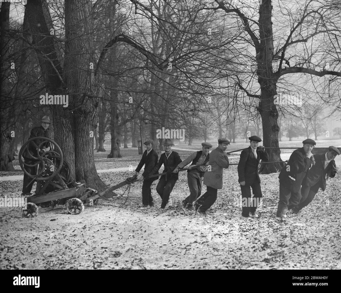 Ziehen 300 Jahre alte Bäume in Buschy Park , London , das war gefährlich geworden . Die Arbeit wurde von Arbeitslosen Welsh und Durham Bergleute. 16. Januar 1929 Stockfoto