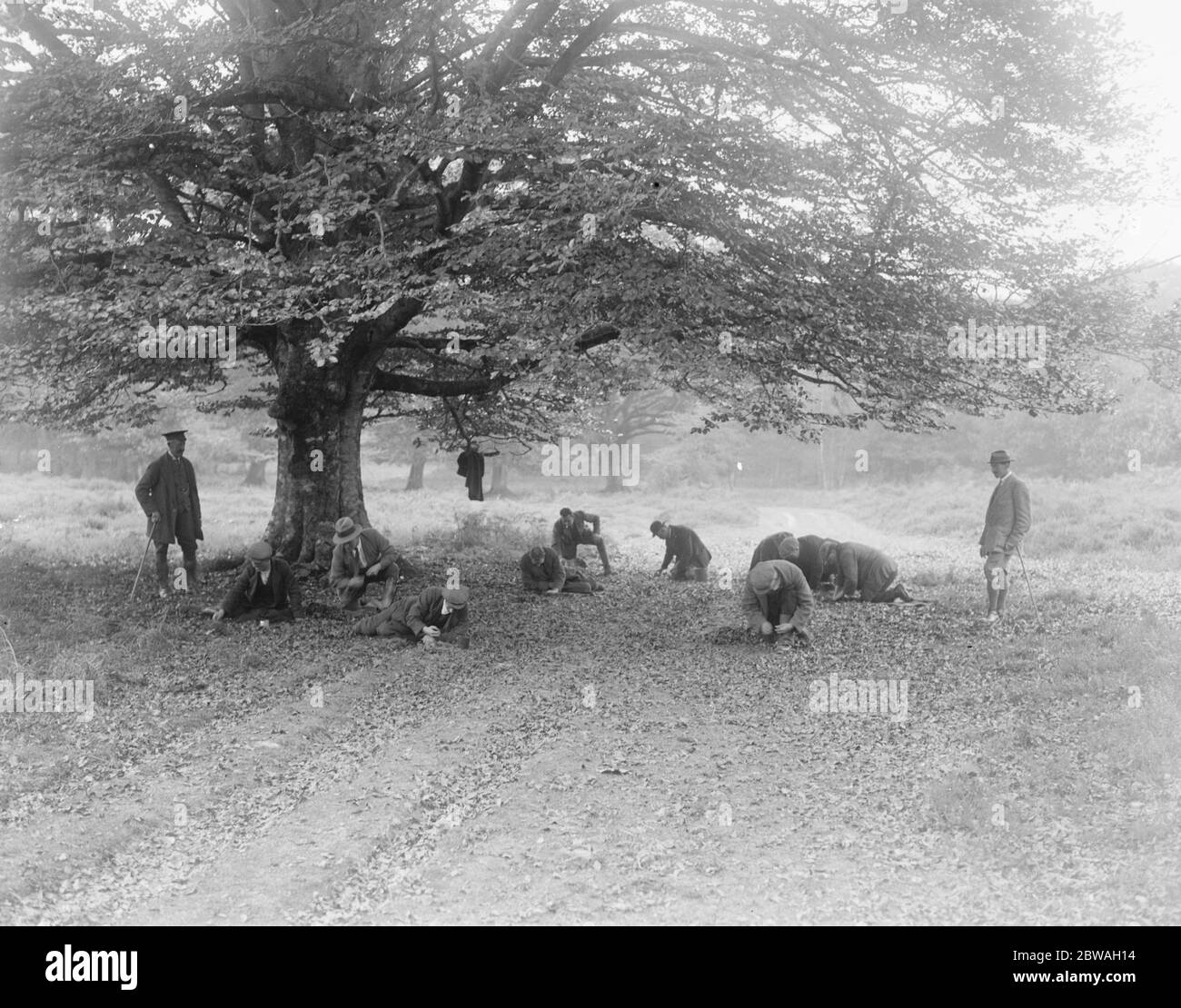 Bei Brockenhurst im New Forest, Hampshire, die Forstkommission ' s School of Forestry für Behinderte Ex - Soldaten. November 1920 Stockfoto