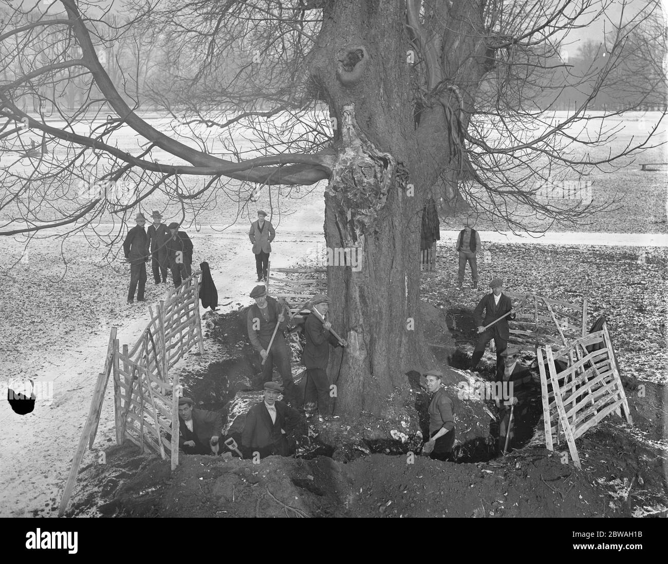 Ziehen 300 Jahre alte Bäume in Buschy Park , London , das war gefährlich geworden . Die Arbeit wurde von Arbeitslosen Welsh und Durham Bergleute. 16. Januar 1929 Stockfoto