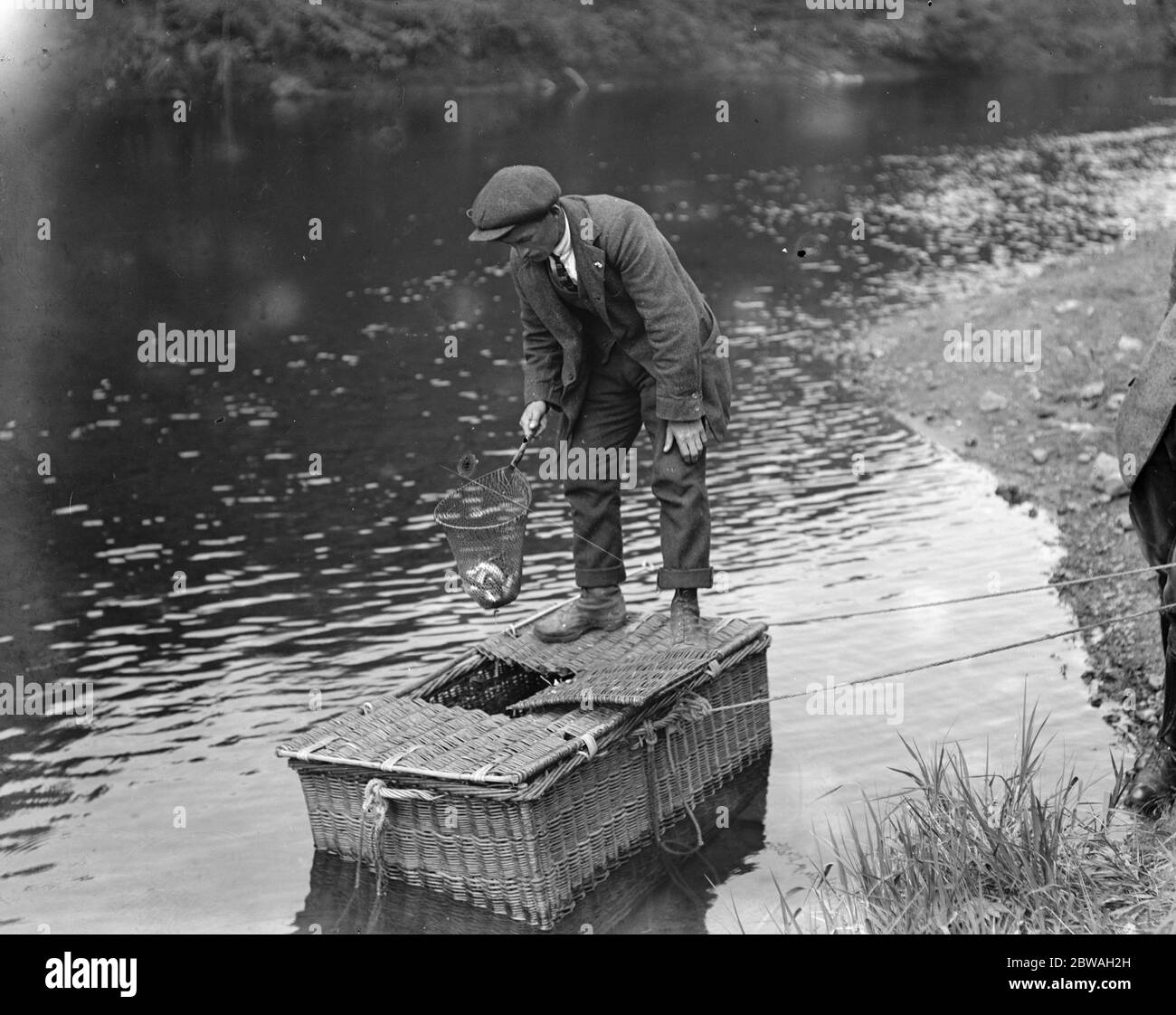 Lachsfischen in Symonds Yat Marking Smolts Stockfoto