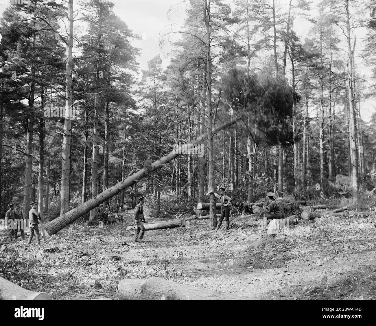 Kanadischer Holzfäller im Windsor Great Park Hier das Foto zeigt eine feine Tanne, die fällt Stockfoto