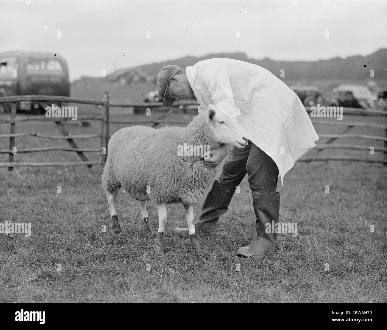 Demonstrationen am Wye Agriculture College der neuen Dunlop Gummistiefel mit Schafen mit Fußfäule der Stiefel hält Verbände in Position, Schutz vor Schmutz und Vergiftung. . 25. September 1936 Stockfoto