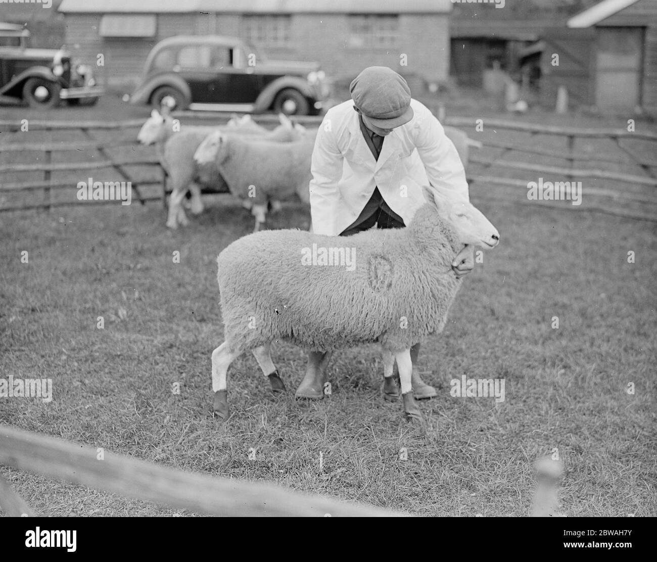 Demonstrationen am Wye Agriculture College der neuen Dunlop Gummistiefel mit Schafen mit Fußfäule der Stiefel hält Verbände in Position, Schutz vor Schmutz und Vergiftung. . 25. September 1936 Stockfoto