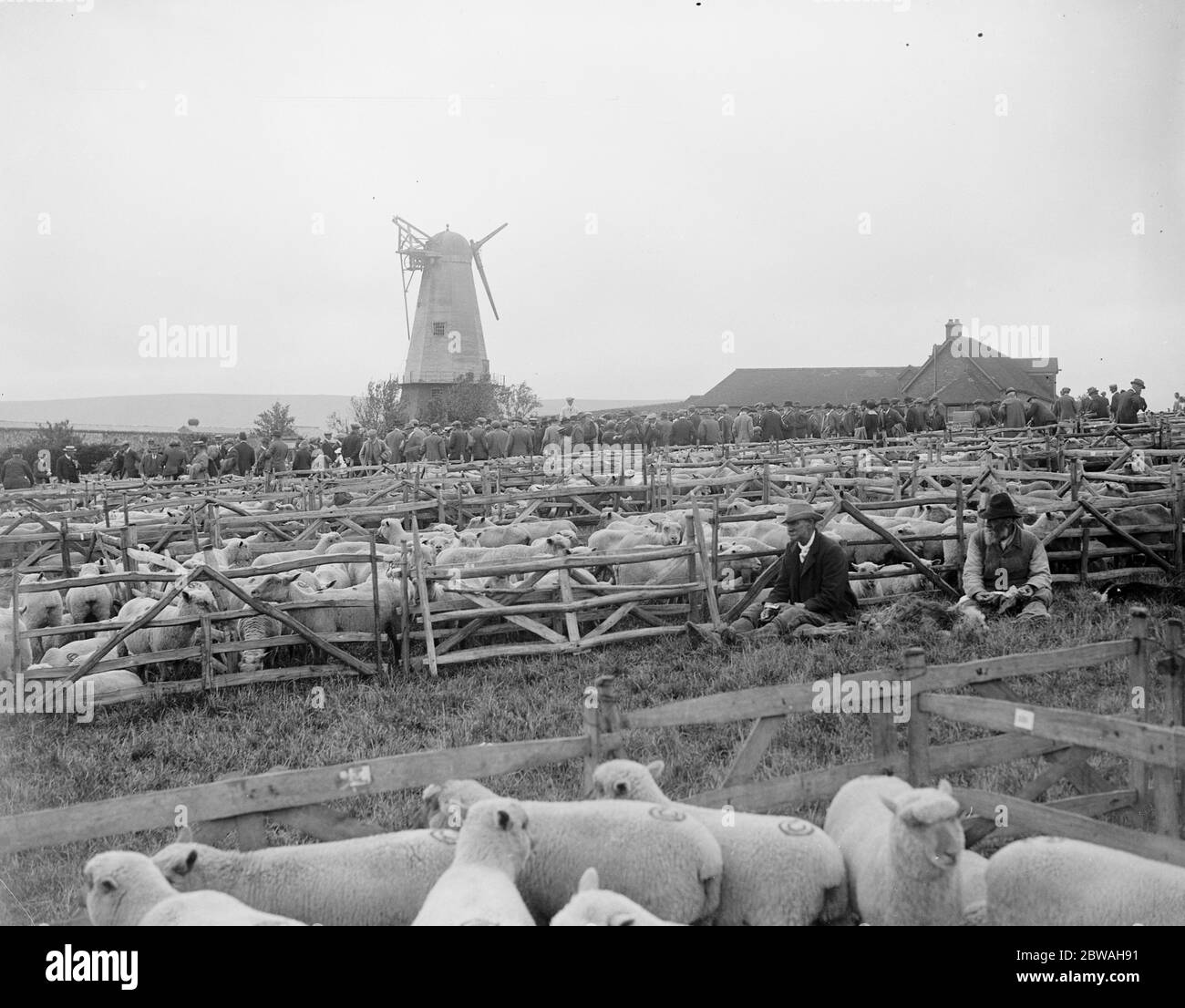 Viel Mutton. 10 Schafe wurden zum Verkauf angeboten Lewes , Sussex , wenn die Southdown Sheep Society hielt es ' s jährliche Show und Verkauf in Lewes . September 1919 Stockfoto