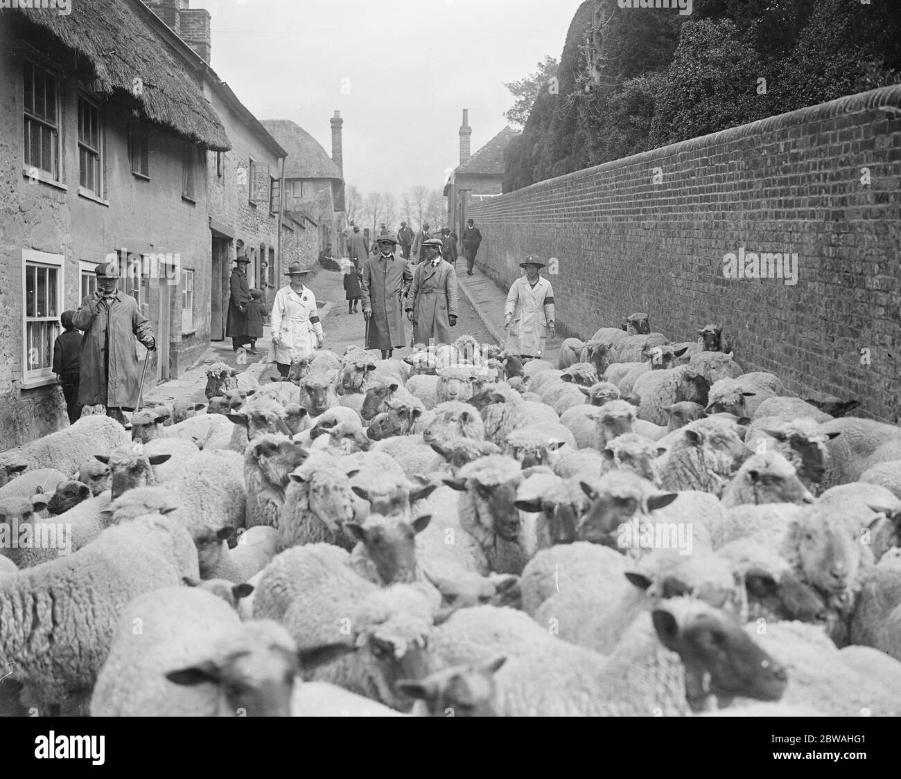 Die erste große Schafmesse der Saison im Wilton Land Mädchen fahren die Schafe 5 Mai 1919 Stockfoto