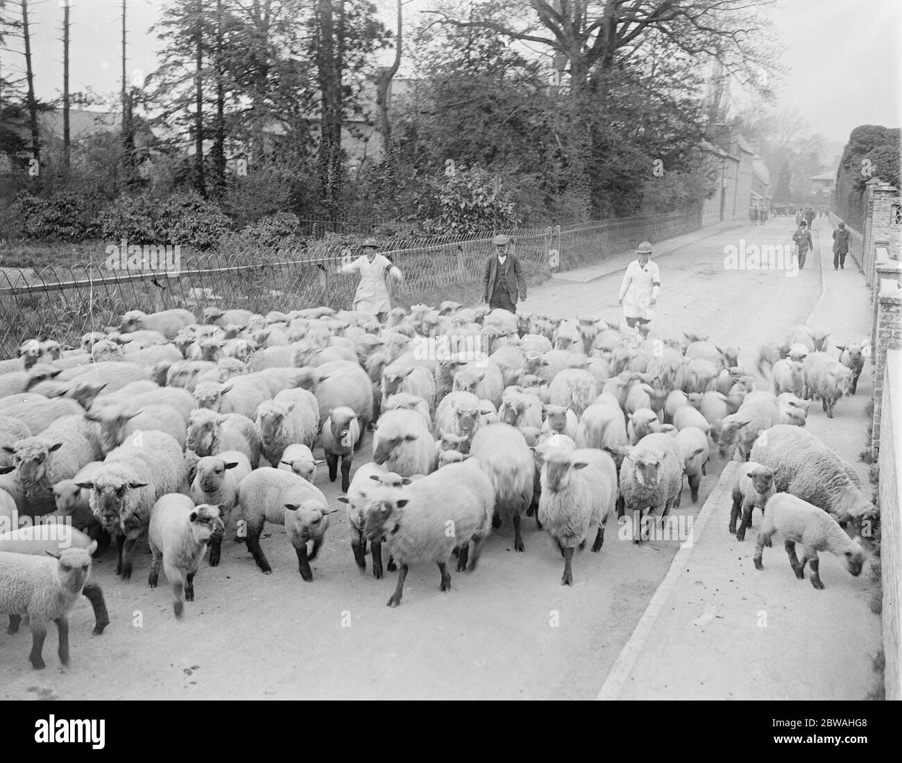 Die erste große Schafmesse der Saison im Wilton Land Mädchen fahren einige der Schafe zu ihren neuen Häusern 5 Mai 1919 Stockfoto