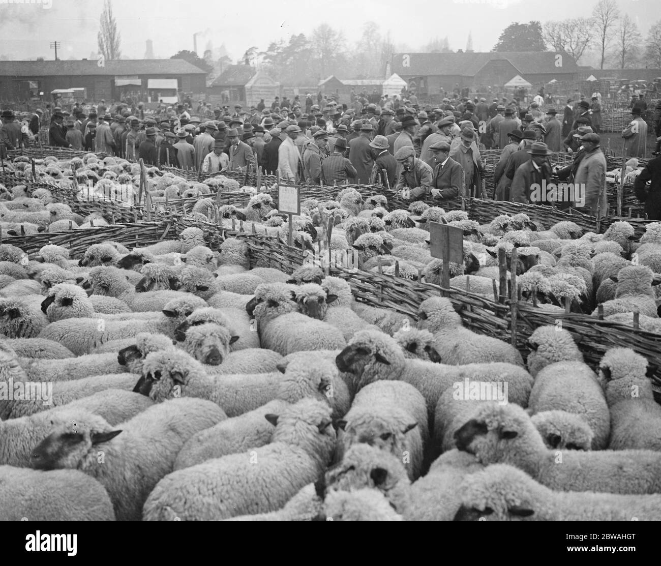 Die erste große Schafmesse der Saison in Wilton Gesamtansicht des Verkaufs rund um die Stifte 5. Mai 1919 Stockfoto