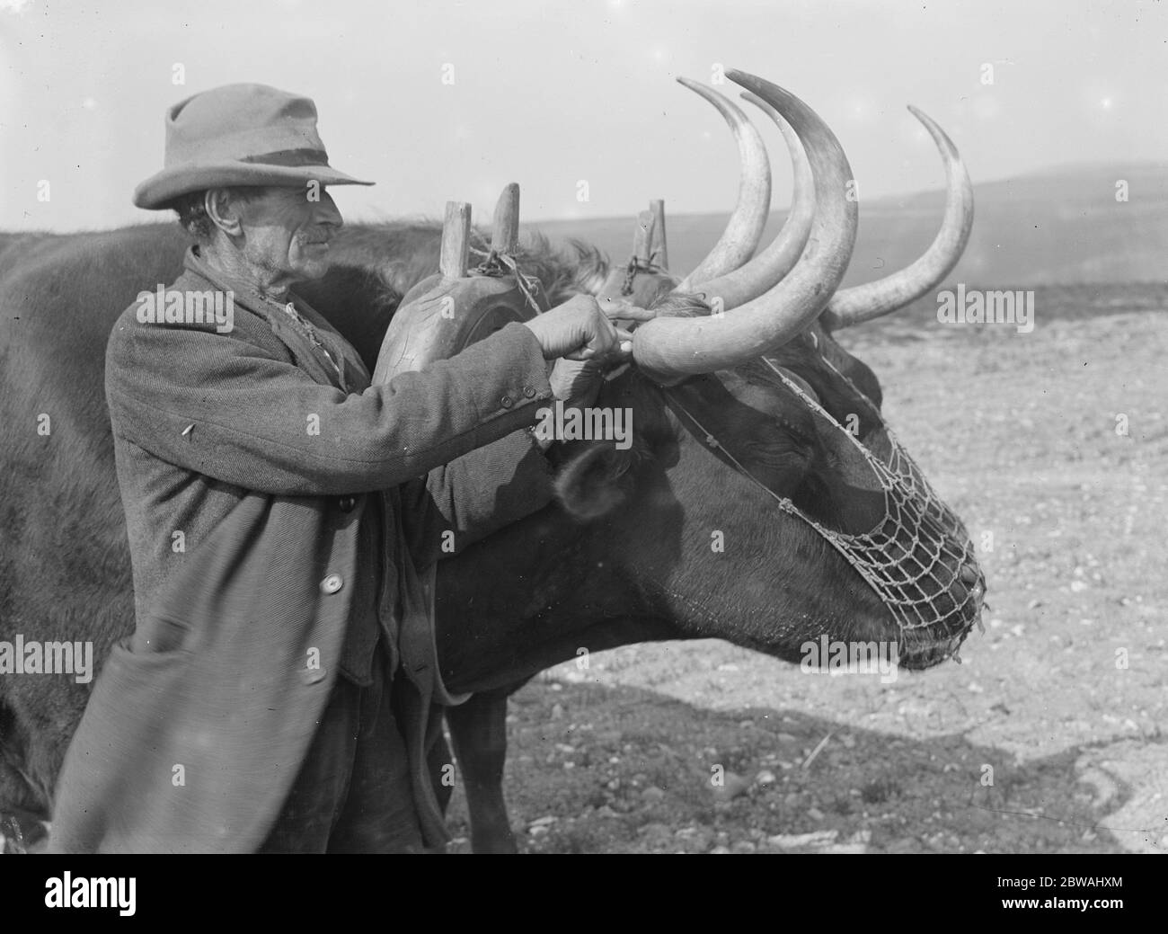 Ochsen auf einem Bauernhof in Sussex das Alter des Tieres wird durch die Anzahl der Ringe auf seinem Horn festgestellt, dieses hat 14 22. April 1923 Stockfoto