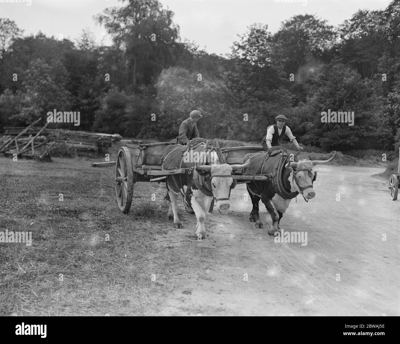 Ochsen haben sich im Cirencester Park am 12. Juni 1923 engagiert Stockfoto