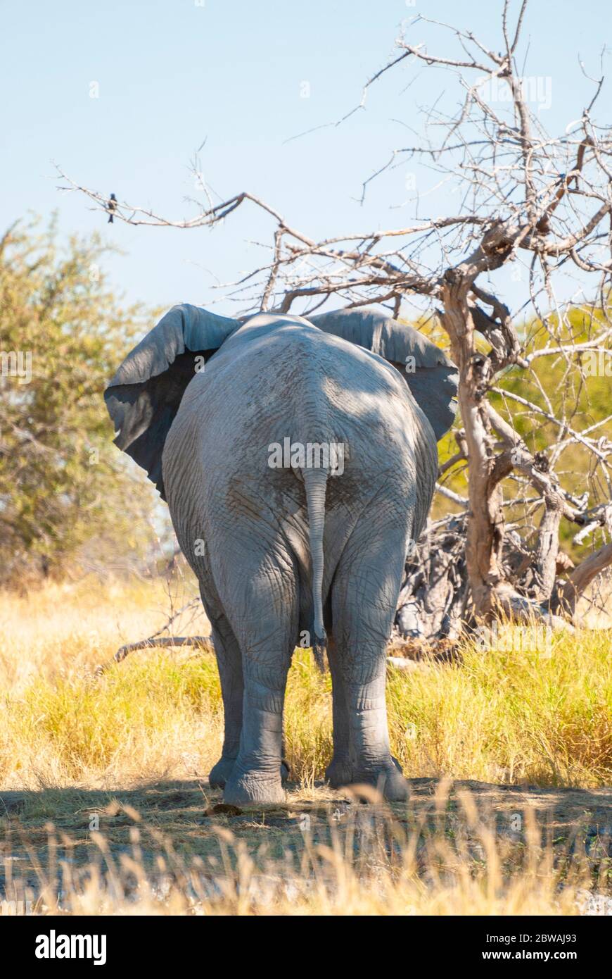 Ein afrikanischer Elefant, der von hinten im Etosha National Park, Namibia, fotografiert wurde. Stockfoto