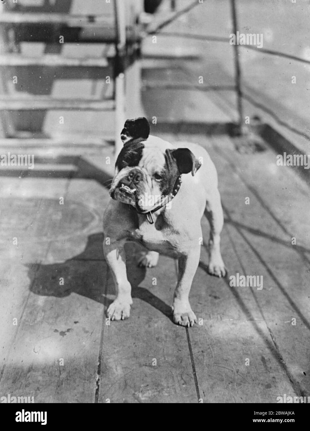 Jumbo Das Maskottchen des Flaggenschiffes der Flotte, Schlachtschiff HMS Iron Duke der Hund wurde von Frau Pearson vorgestellt Stockfoto