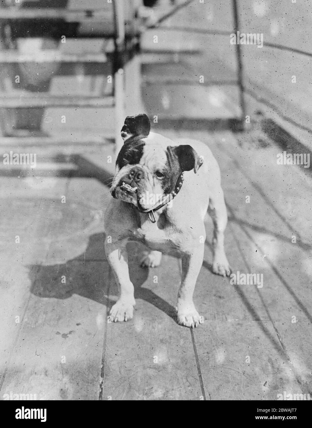 Jumbo Das Maskottchen des Flaggenschiffes der Flotte, Schlachtschiff HMS Iron Duke der Hund wurde von Frau Pearson vorgestellt Stockfoto