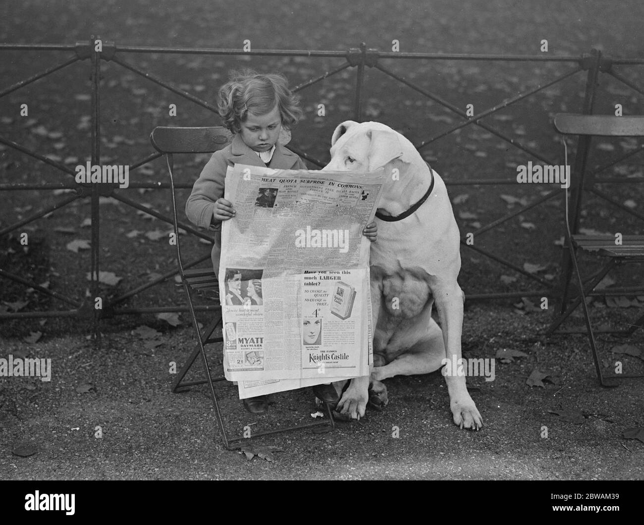 "Nero" ein großer däne und sehr bekannt im Hyde Park, teilt eine Zeitung mit seiner kleinen Herrin, Pamela Robinson im Park 22 Oktober 1932 Stockfoto