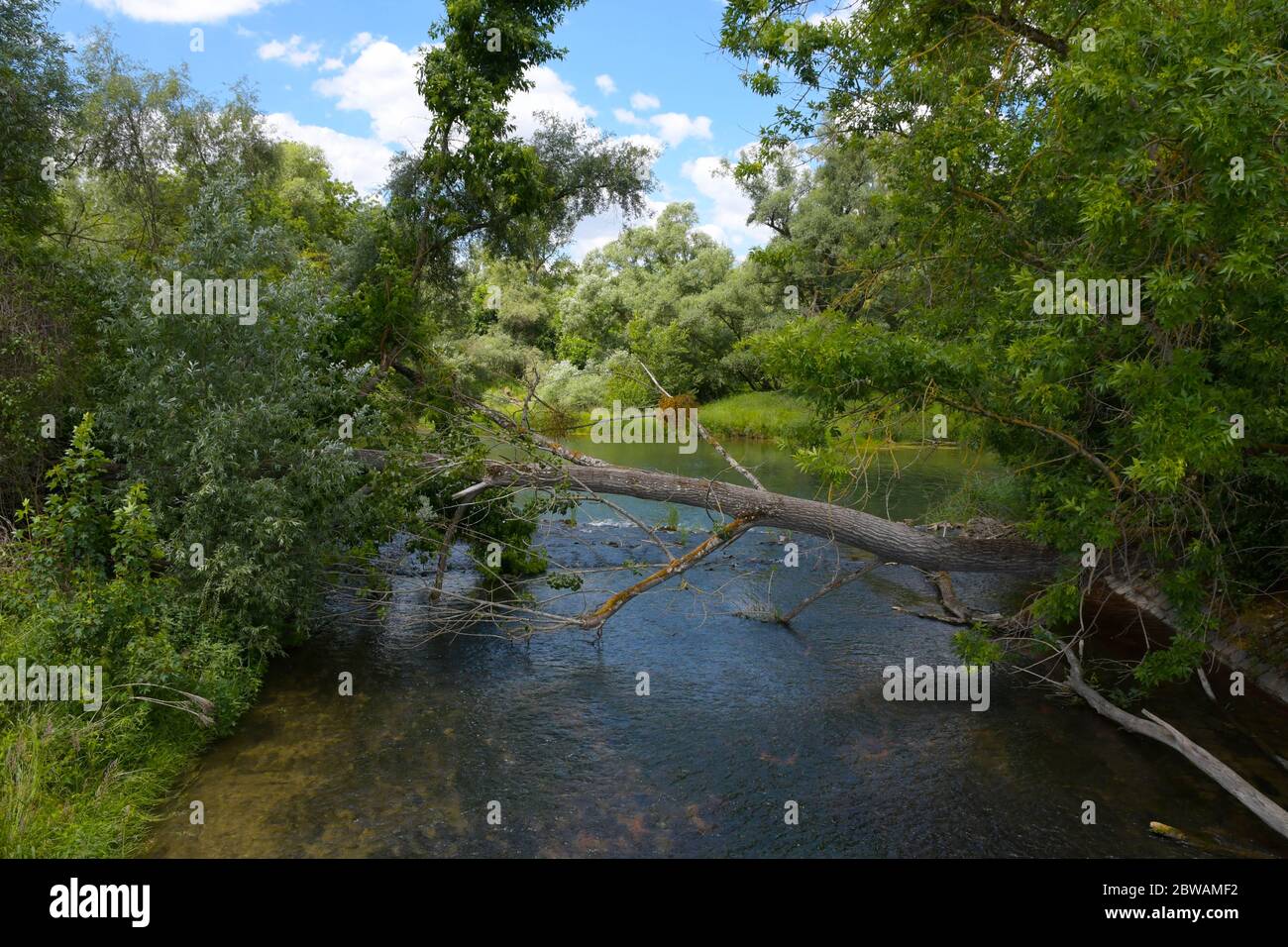 Feuchtgebiete der Ile de Gerstheim im Elsass in frankreich Stockfoto